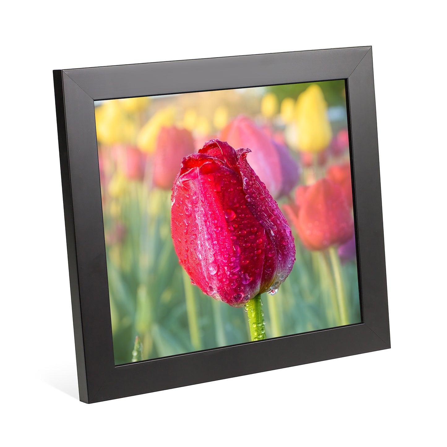 A Tulips Morning Light - Framed 10x10