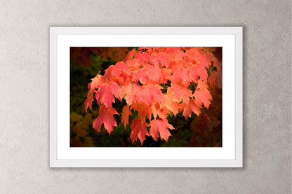 Autumn's Fiery Maple
