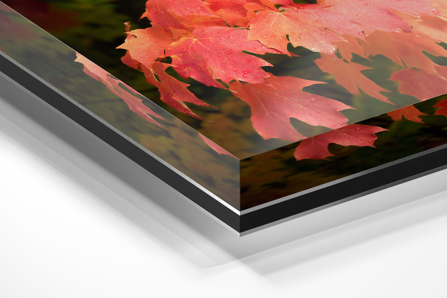 Autumn's Fiery Maple Michigan fine art print on acrylic by Dennis Caskey