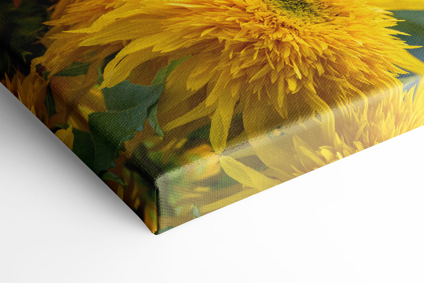 Blooming Sunshine Michigan fine art print on canvas by Dennis Caskey