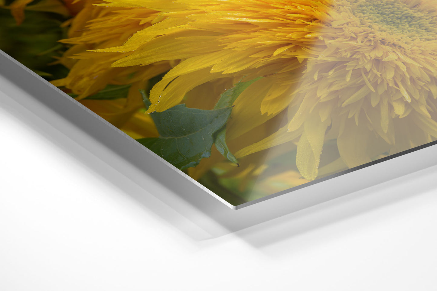 Blooming Sunshine Michigan fine art print on meetal by Dennis Caskey