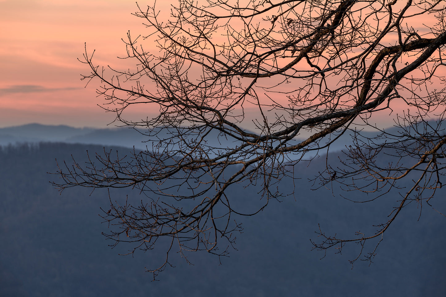 Branches of Tranquility - Michigan Fine Art Print by Dennis Caskey