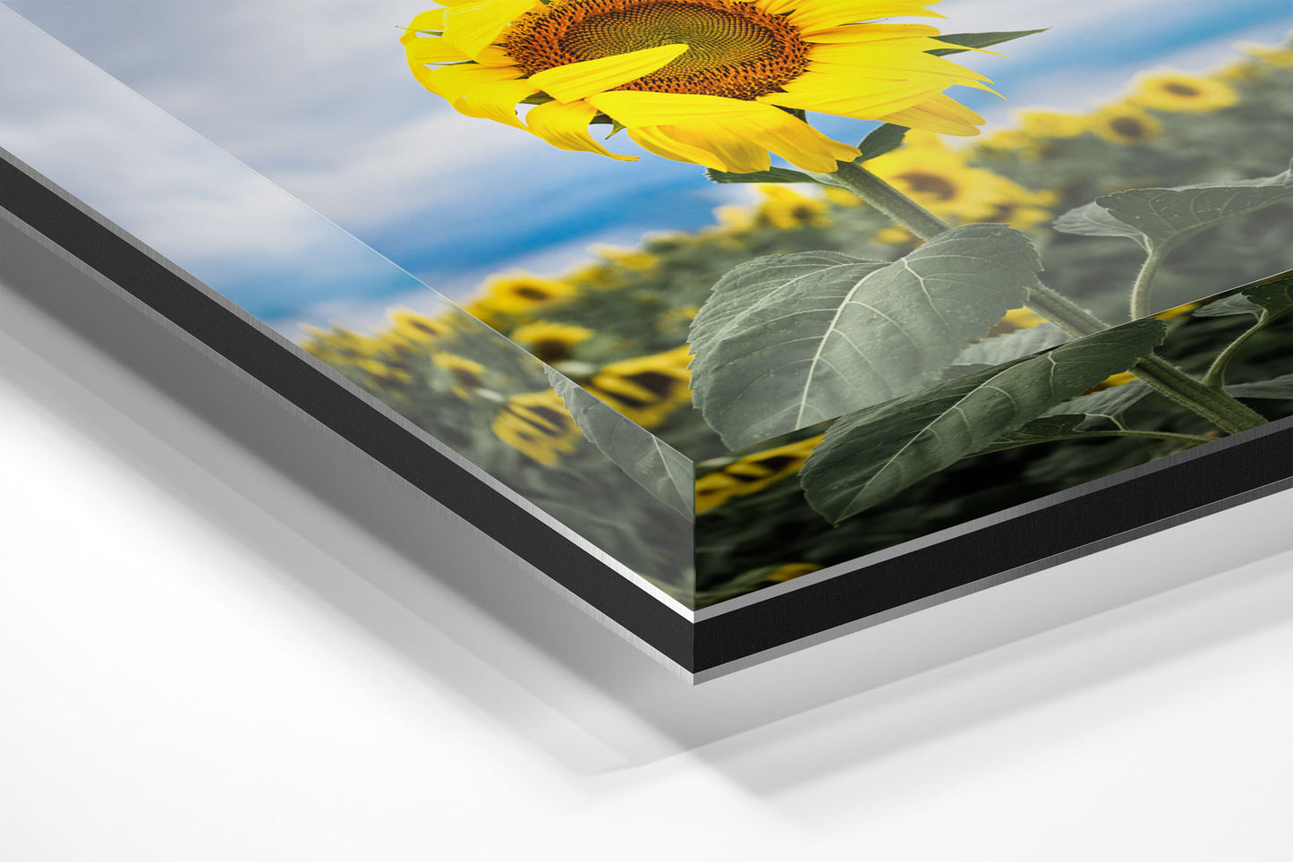 Shy Sunflower Michigan fine art print on acrylic by Dennis Caskey