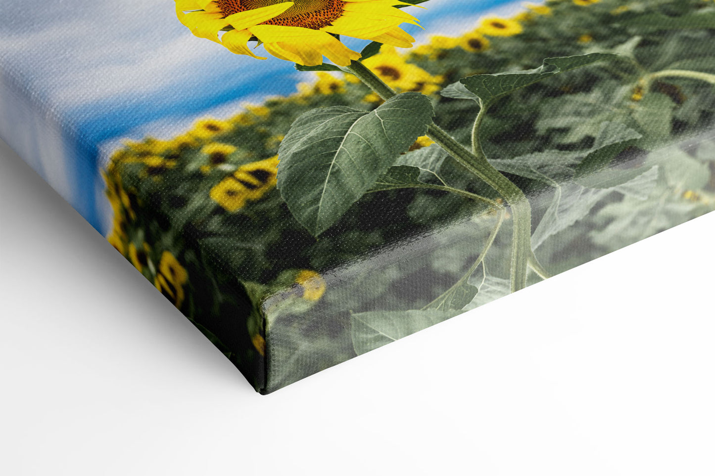 Shy Sunflower Michigan fine art print on canvas by Dennis Caskey