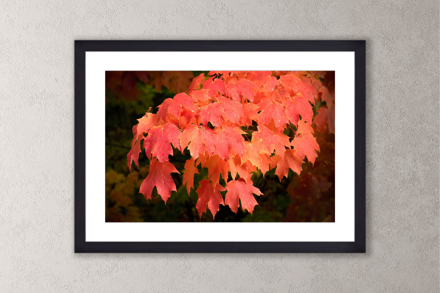 Autumn's Fiery Maple