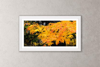 Autumn's Glory Michigan fine art print in a medium white frame by Dennis Caskey