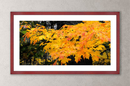 Autumn's Glory Michigan fine art print in a large cherry frame by Dennis Caskey