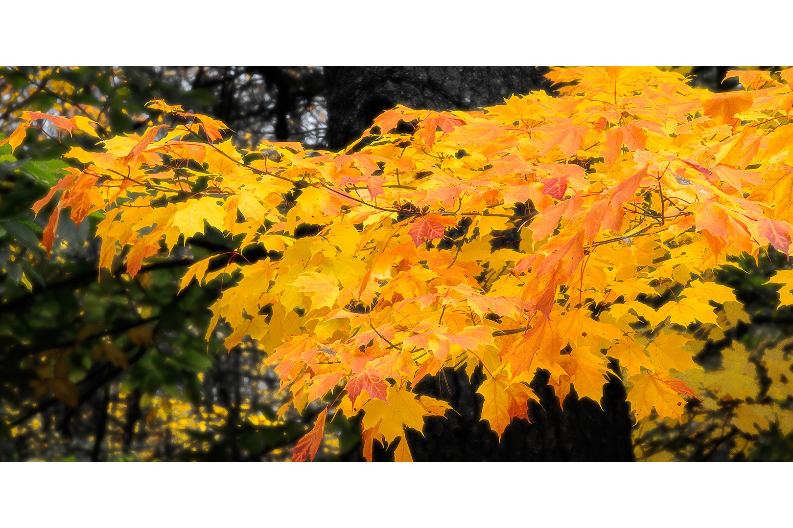 Autumn's Glory Michigan fine art print by Dennis Caskey