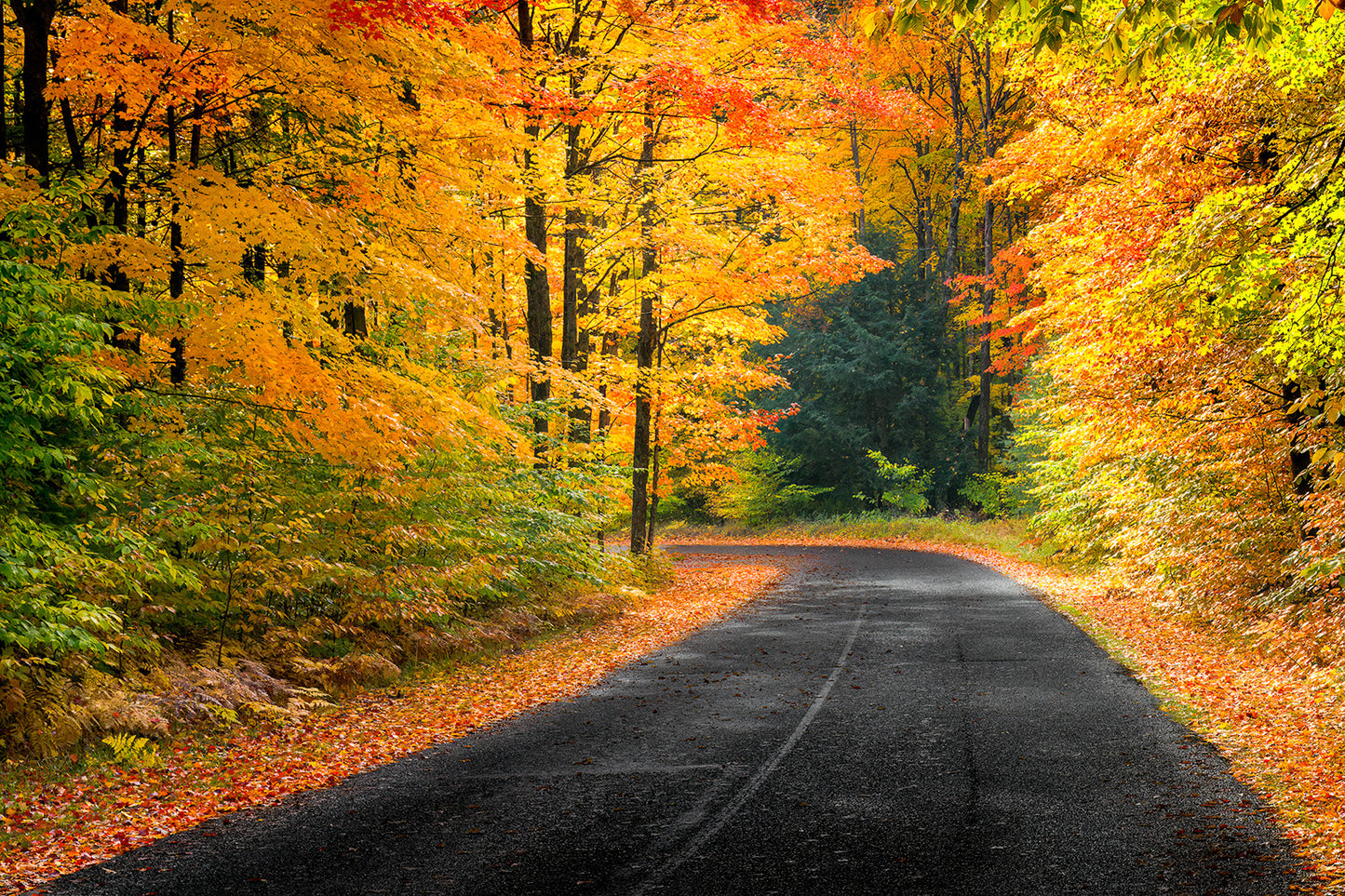 Autumn's Road