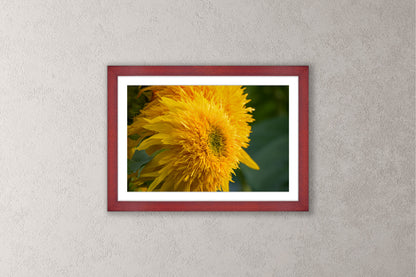 Blooming Sunshine Michigan fine art print in a medium cherry frame by Dennis Caskey