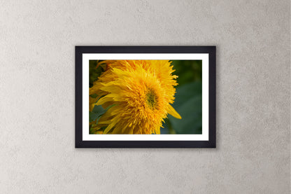 Blooming Sunshine Michigan fine art print in a medium black frame by Dennis Caskey