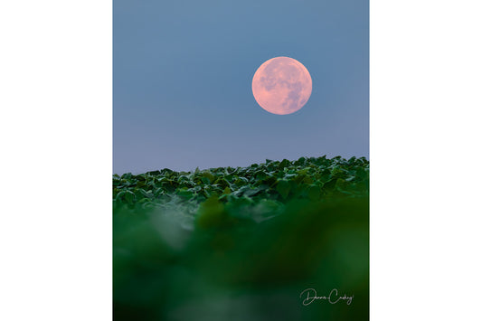 full moon over soybean field, Michigan moon photo, agricultural landscape, soybean field at dawn, Michigan stock photo