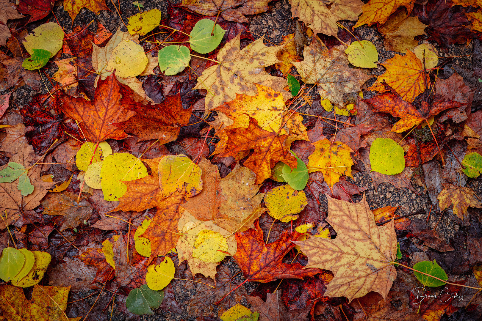 wet autumn leaves, fall leaves on ground, autumn in Michigan, fall season stock photo, Michigan stock photography