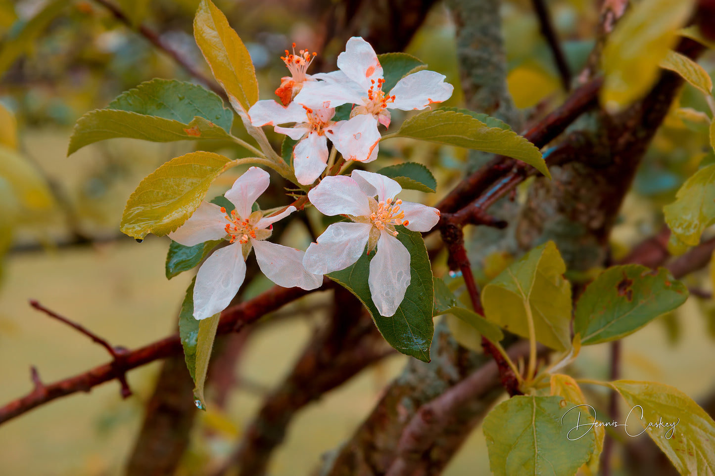 Apple blossoms on apple tree stock photo by Dennis Caskey