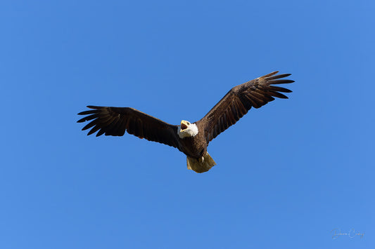 Bald eagle flying, eagle overhead, Michigan wildlife photo, bald eagle screeching, Michigan stock photo