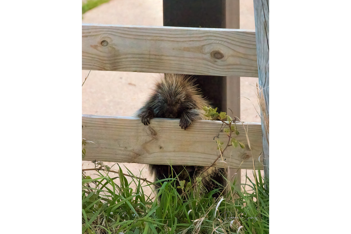 porcupine looking through fence, Michigan wildlife, cute porcupine, Sleeping Bear Dunes, nature photography, Michigan stock photo