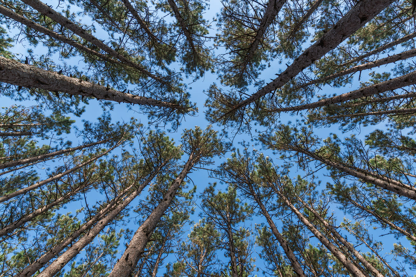 Skyward view in white pine forest stock photo by Dennis Caskey