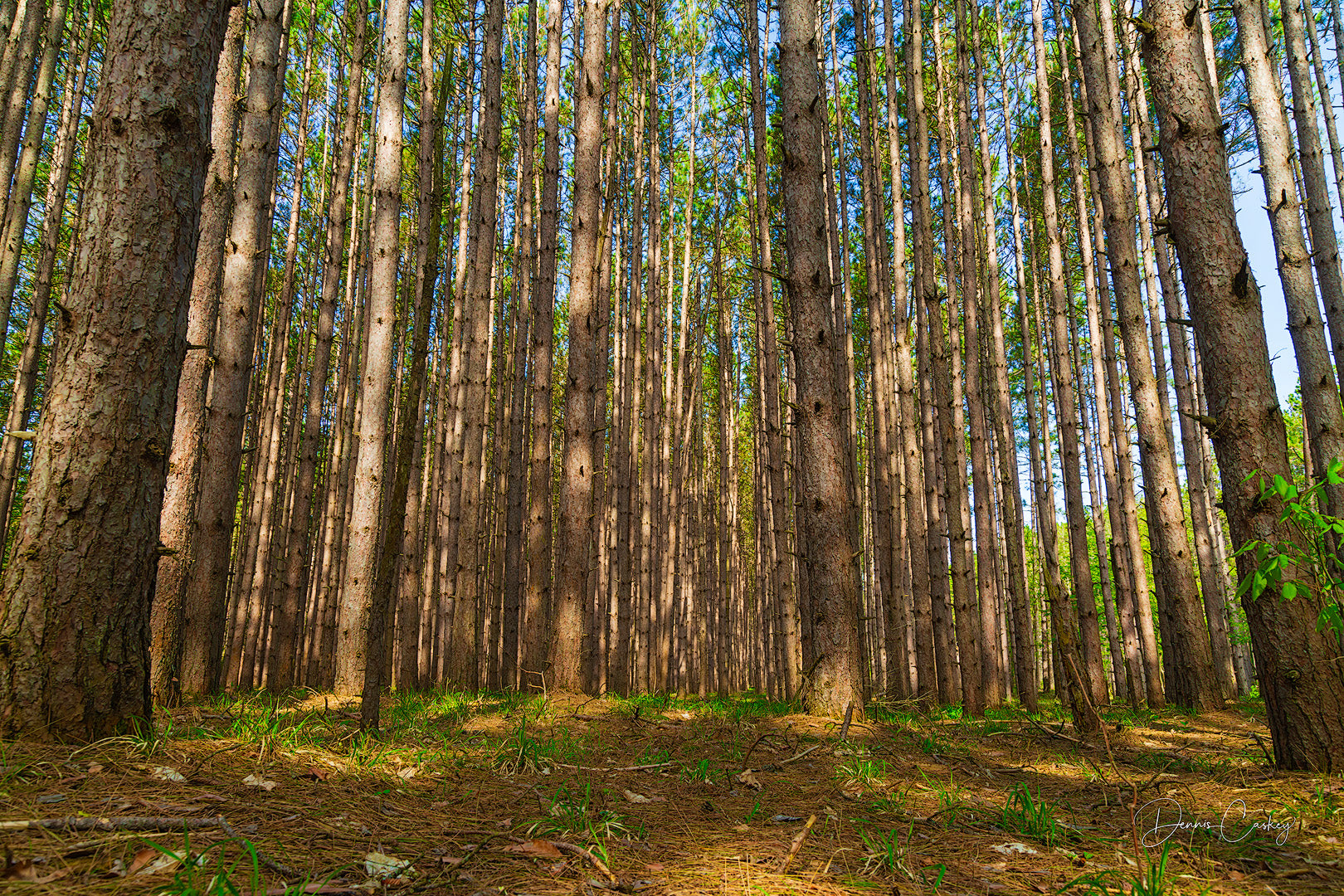 Alt Text: "White pine forest view stock photo by Dennis Caskey