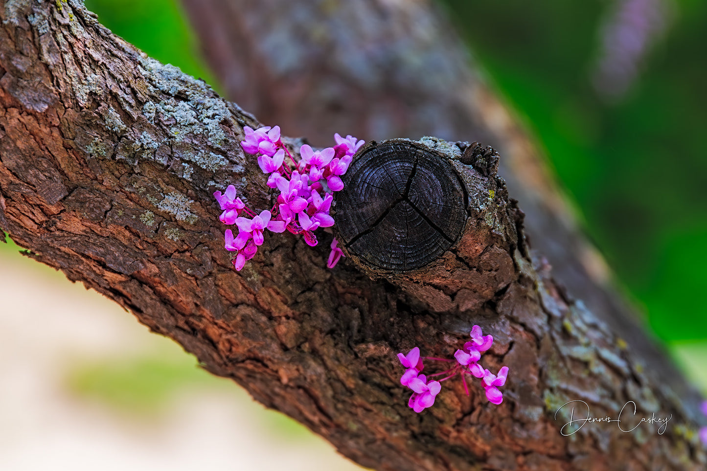 Flowering Eastern Redbud Tree - Michigan Stock Photo Download