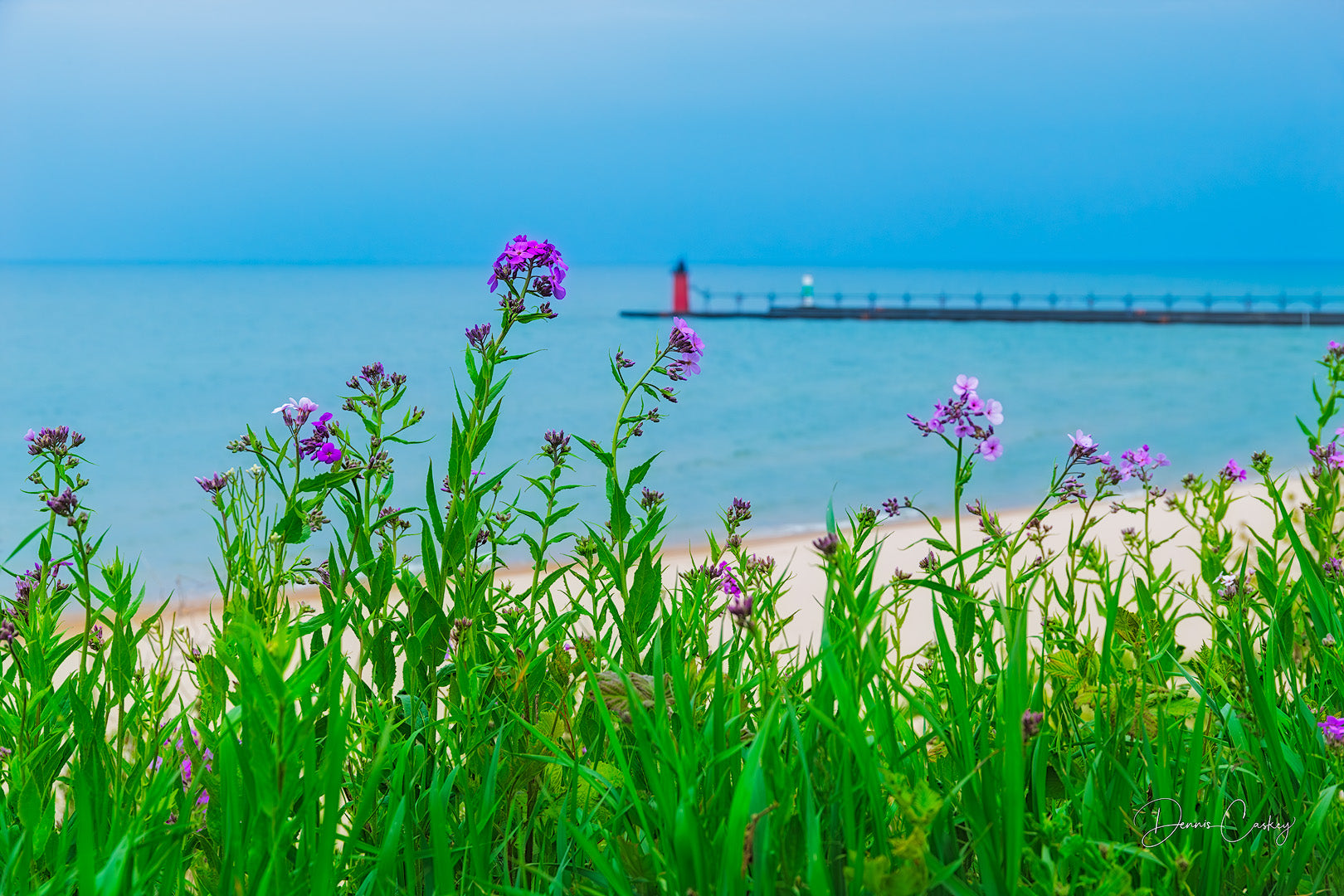 Invasive Dame's Rocket wildflowers with South Haven lighthouse, Michigan nature photography, Michigan stock photo, South Haven lighthouse photo