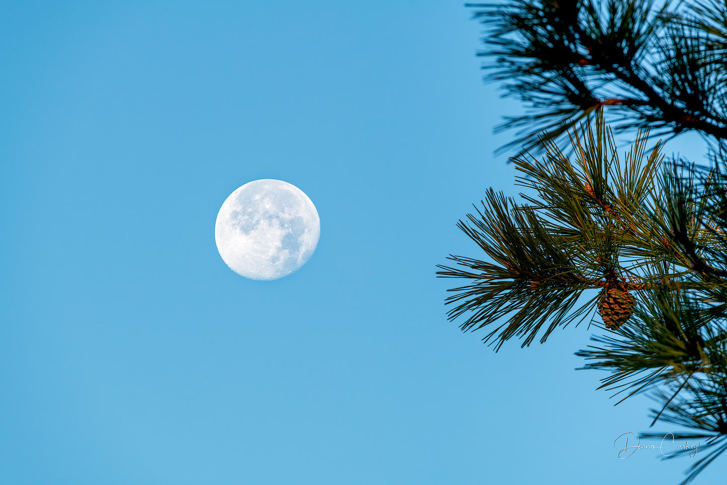 moon and pine tree branches, Michigan night sky, nature photography, Michigan stock photo, serene moon photo