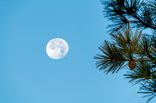 moon and pine tree branches, Michigan night sky, nature photography, Michigan stock photo, serene moon photo