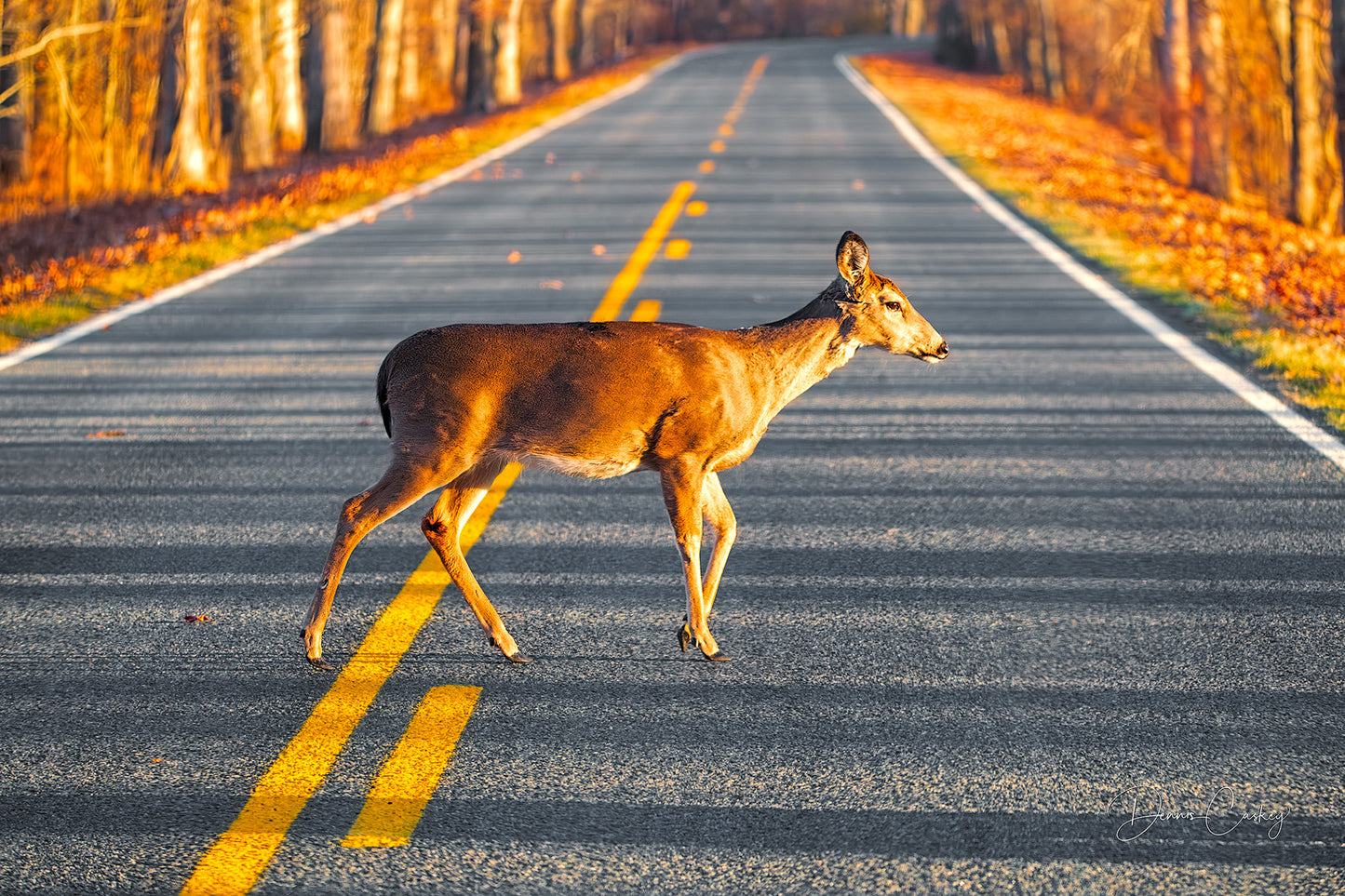 deer crossing road, Michigan wildlife photography, rural Michigan photo, deer on road, Michigan stock photo