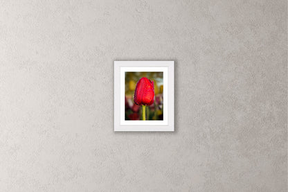 Dewy Red Tulip 1