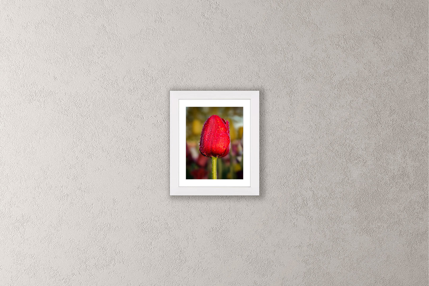 Dewy Red Tulip 1 Michigan fine art print in a small white frame by Dennis Caskey