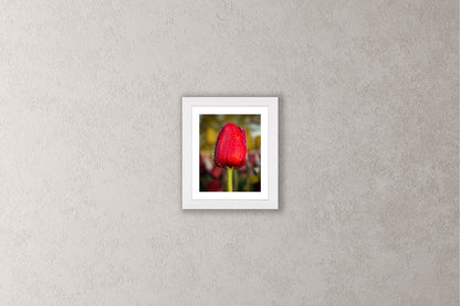 Dewy Red Tulip 1 Michigan fine art print in a small white frame by Dennis Caskey