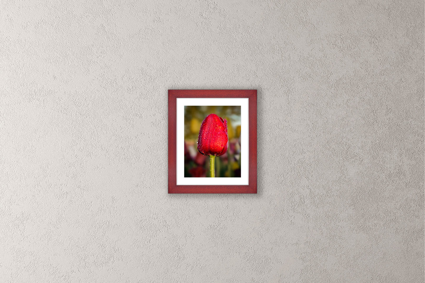 Dewy Red Tulip 1 Michigan fine art print in a small cherry frame by Dennis Caskey