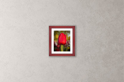 Dewy Red Tulip 1 Michigan fine art print in a small cherry frame by Dennis Caskey