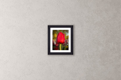 Dewy Red Tulip 1 Michigan fine art print in a small black frame by Dennis Caskey