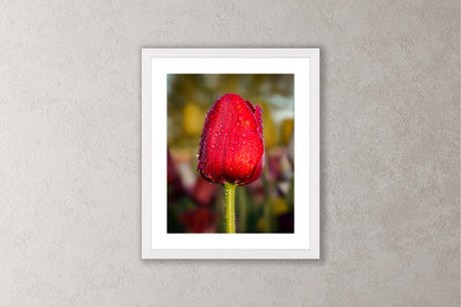 Dewy Red Tulip 1 Michigan fine art print in a medium white frame by Dennis Caskey