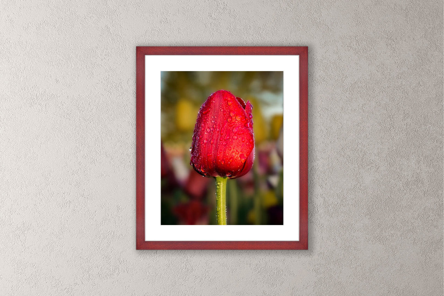 Dewy Red Tulip 1 Michigan fine art print in a medium cherry frame by Dennis Caskey