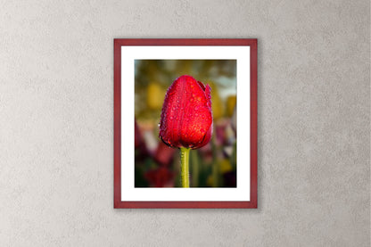 Dewy Red Tulip 1 Michigan fine art print in a medium cherry frame by Dennis Caskey