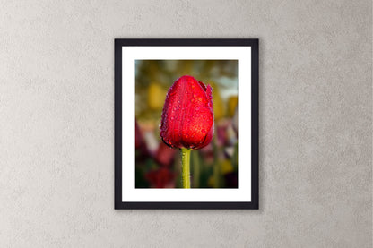 Dewy Red Tulip 1 Michigan fine art print in a medium size and black frame by Dennis Caskey