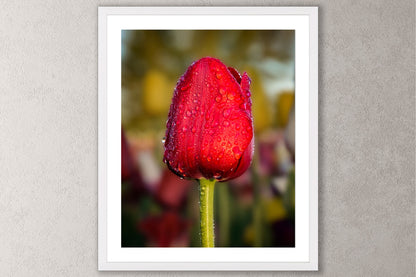 Dewy Red Tulip 1