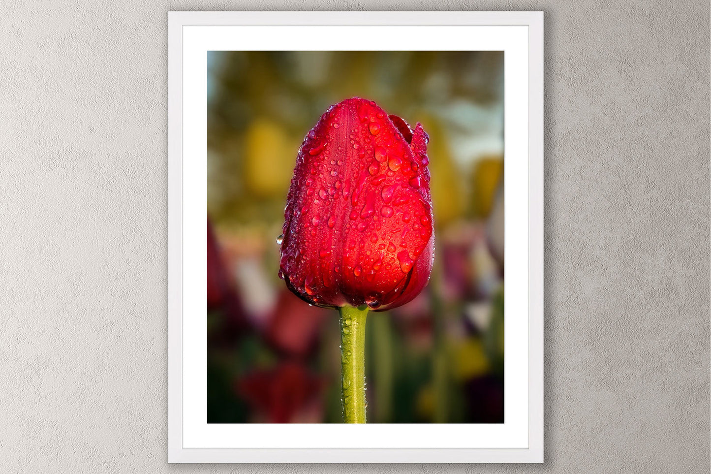 Dewy Red Tulip 1 Michigan fine art print in a large white frame by Dennis Caskey