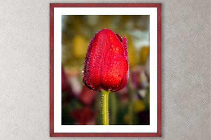 Dewy Red Tulip 1 Michigan fine art print in a large cherry frame by Dennis Caskey