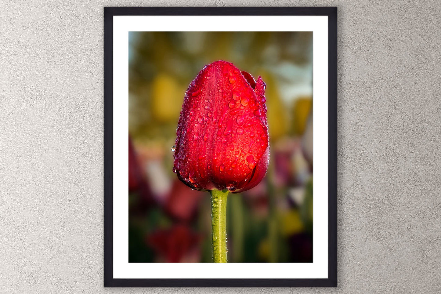 Dewy Red Tulip 1 Michigan fine art print in a large black frame by Dennis Caskey