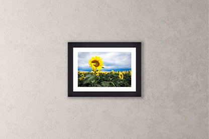 Shy Sunflower Michigan fine art print in a small black frame by Dennis Caskey