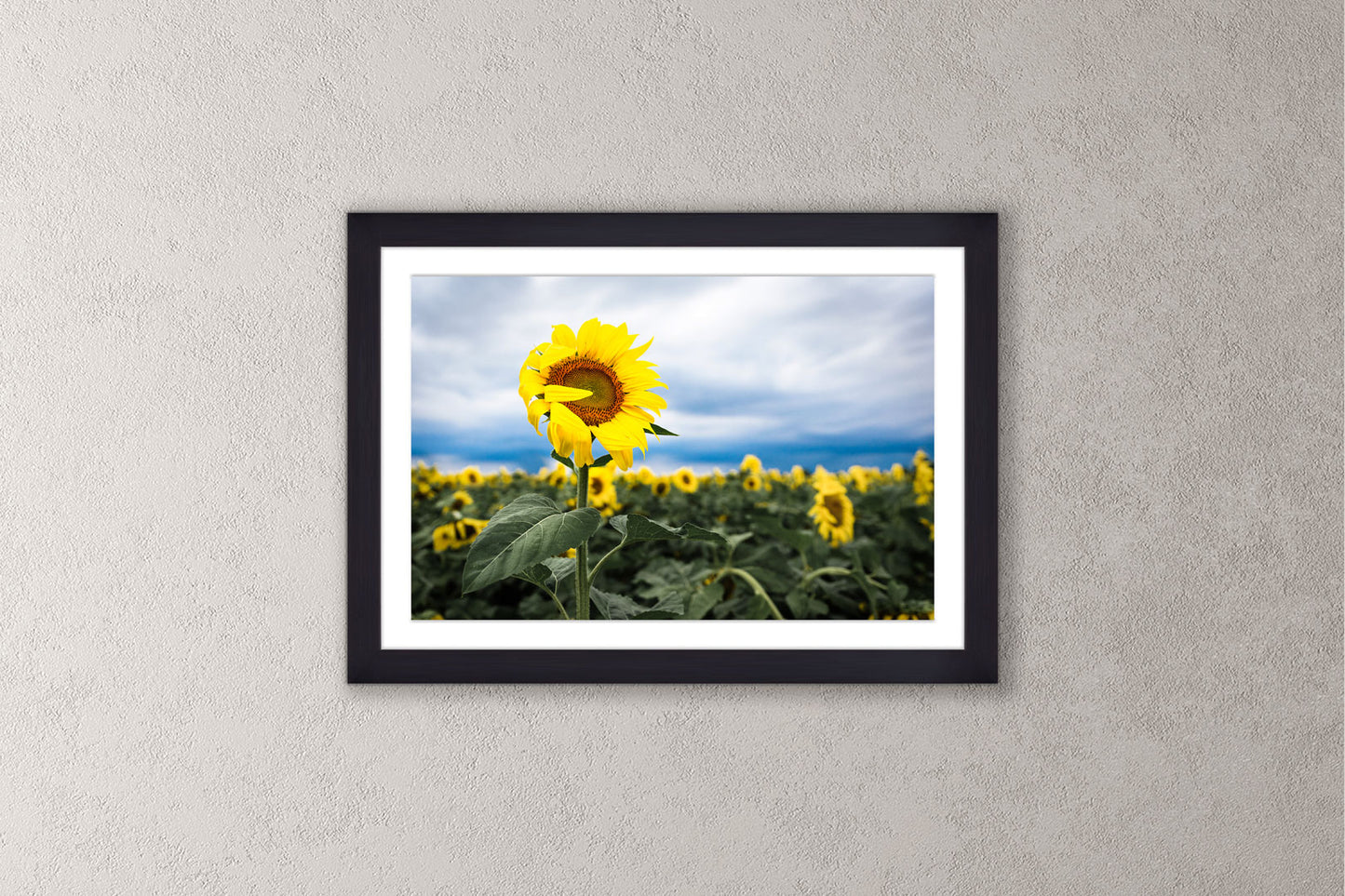 Shy Sunflower Michigan fine art print in a medium black frame by Dennis Caskey