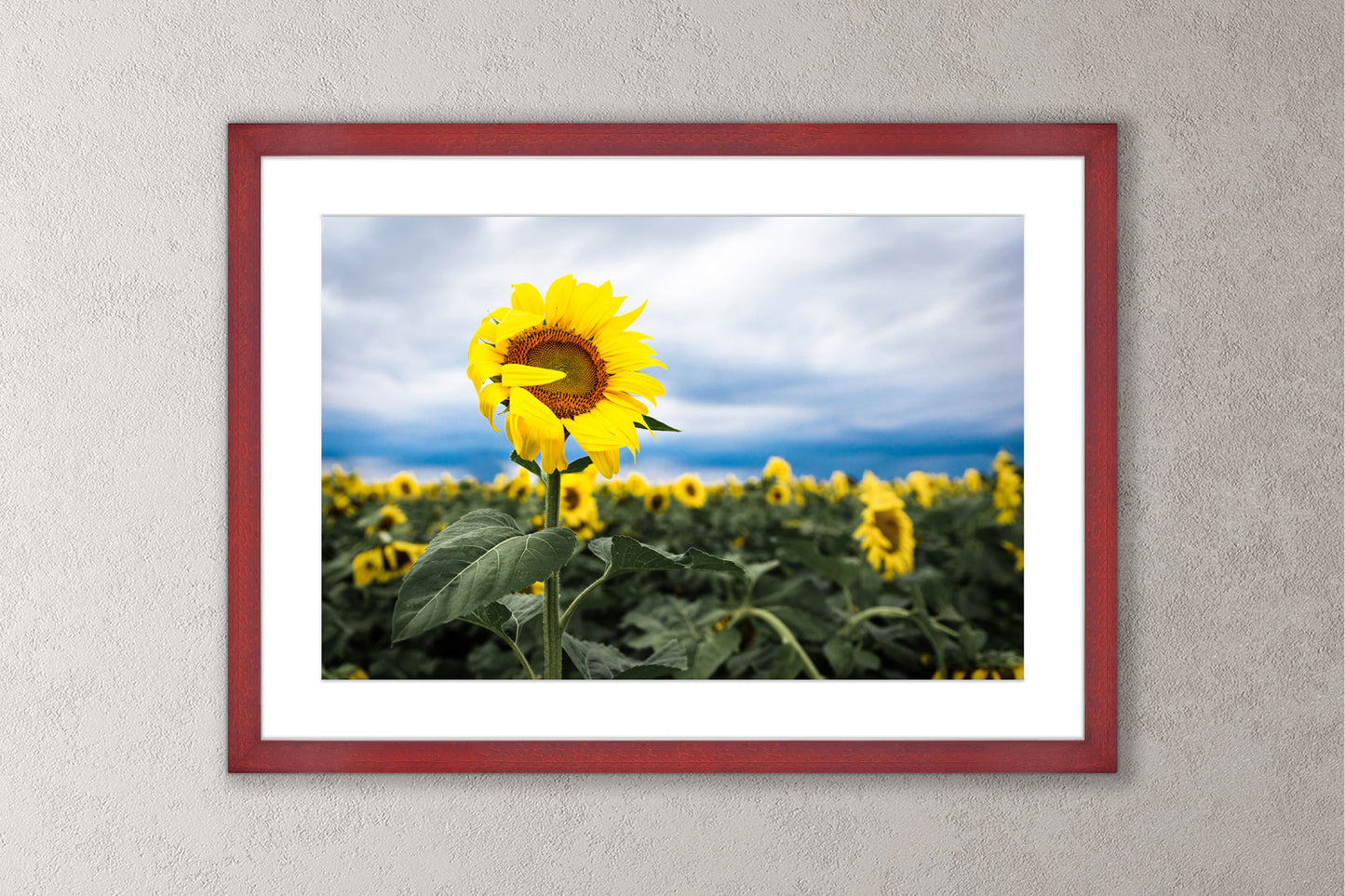 Shy Sunflower Michigan fine art print in a large cherry frame by Dennis Caskey