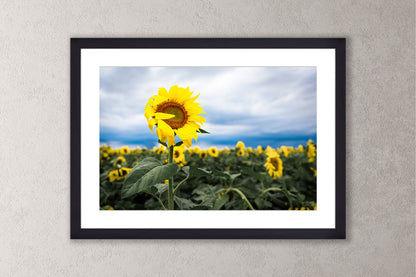 Shy Sunflower Michigan fine art print in a large black frame by Dennis Caskey