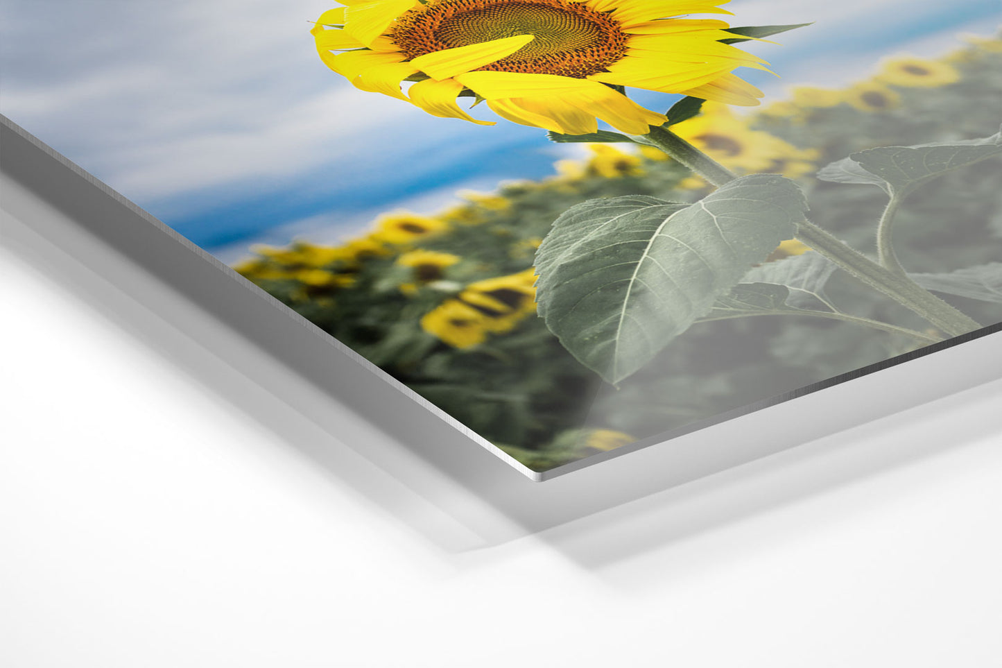 Shy Sunflower Michigan fine art print on metal by Dennis Caskey