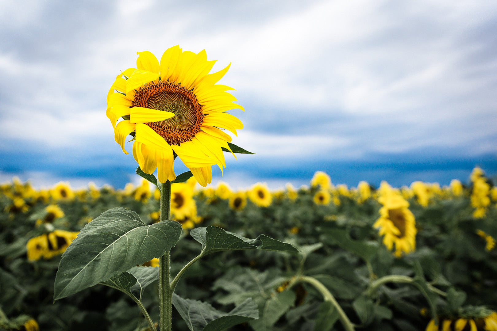 Shy Sunflower Michigan fine art print by Dennis Caskey