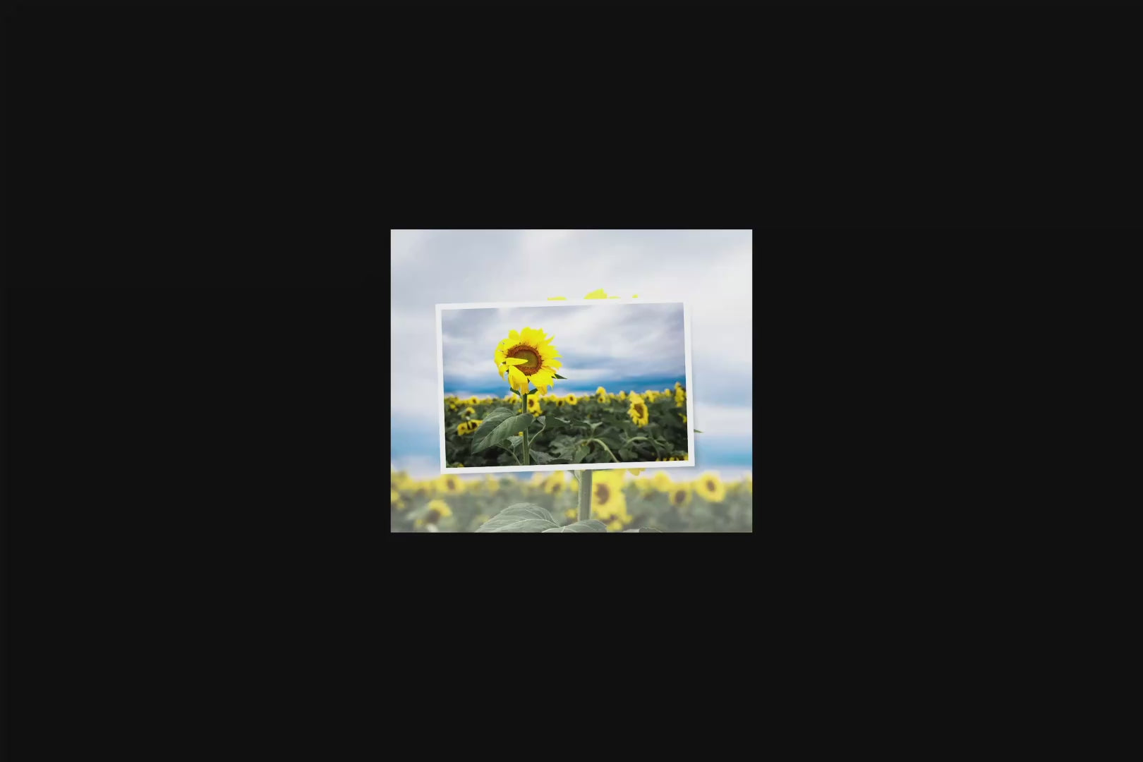 Shy Sunflower Michigan fine art print by Dennis Caskey video